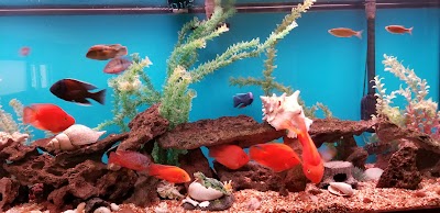 Aquariums Alive