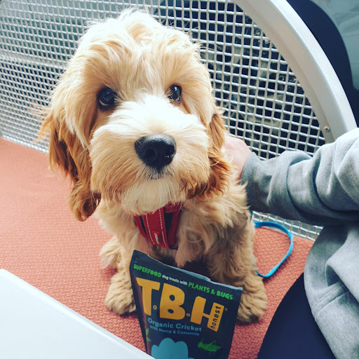 TBH Pets