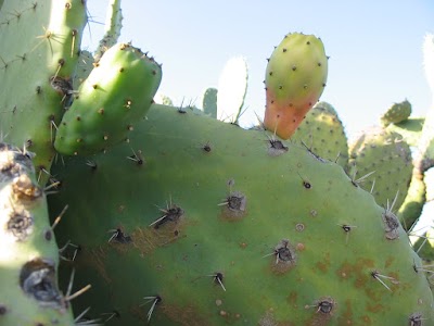 Photos of Ouled Essmir