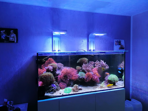 Tropic Aquarienservice Anlagenbau und Pflege für Süsswasser- und Meerwasseraquaristik