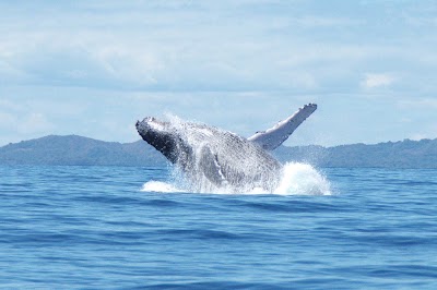 Photos of Les Baleines Rand'Eau