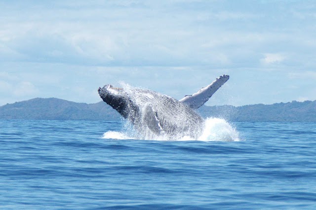Les Baleines Rand'Eau