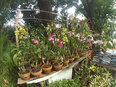 Photos of Amelia Florist