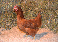 Haviez Earl à Steenwerck