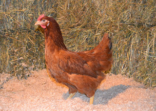 Photo n°1 de Haviez Earl à Steenwerck (Élevage de volailles)