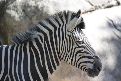 Zebra And Rhino Habitat