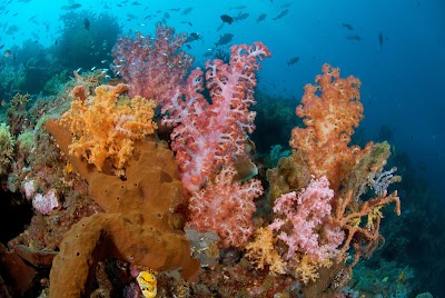 Photos of Murex Dive Resort Manado