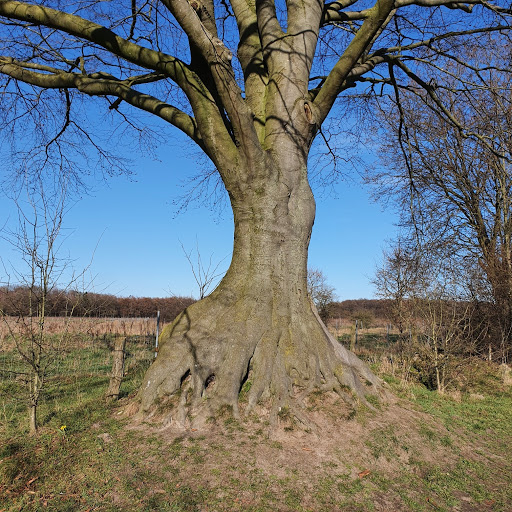 Alte Rotbuche