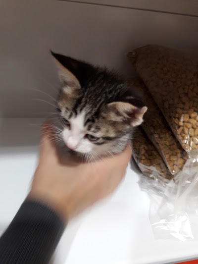 Photos of Cino pet shop