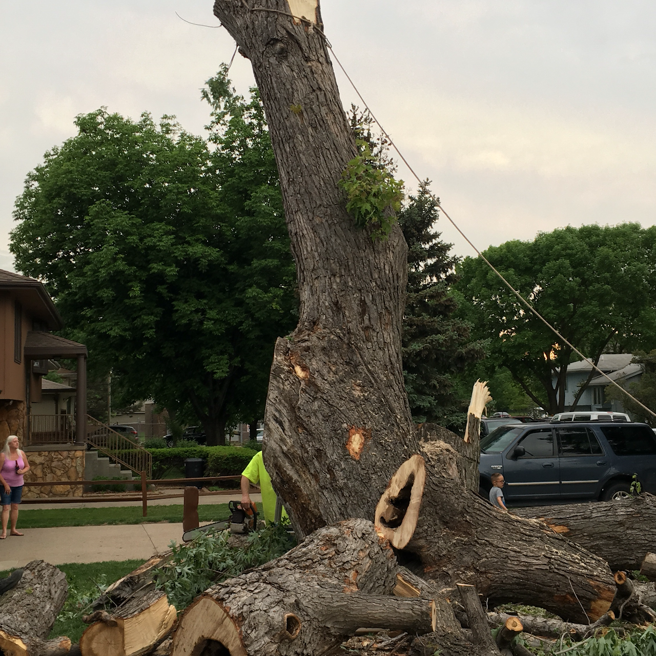 Affordable tree service Tree Service