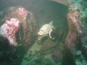 Photo n°20 de Saintes Plongée à Saintes (Club de sport)