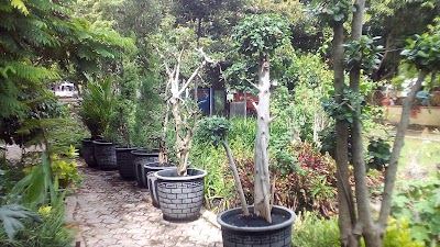 Photos of Jack Flora Outlet Tanaman hias