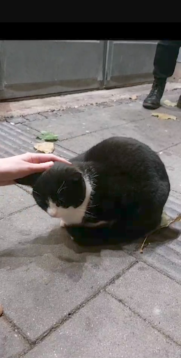 kebab kitty Gallery - Sweden