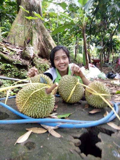 Photos of kebun retno