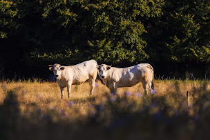 Photo n°2 de De Larroche à Lasserrade (Éleveur)