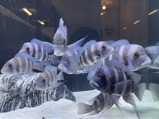 Raw Aquatics - Visual