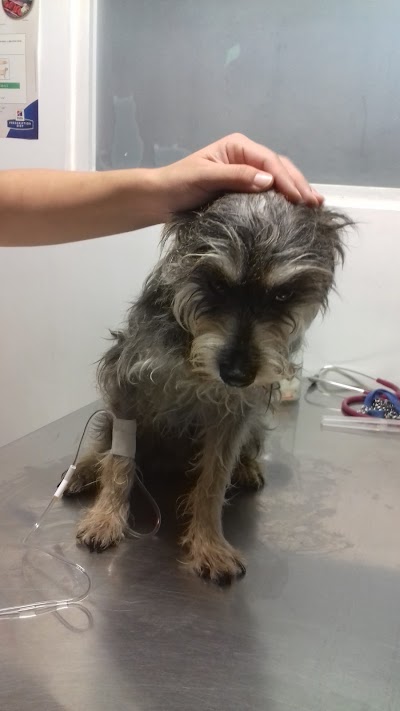 Photos of Veterinaria Canis Et Felis