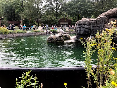 California Sea Lion Pool