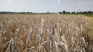 Photo n°14 de La Haute Roue à Mauges-sur-Loire (Fournisseur de systèmes de sécurité)