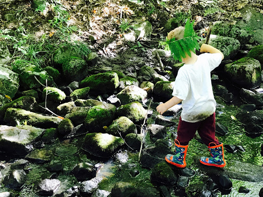 Maple Sprouts Forest School Gallery - United States
