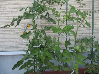 みらいしあ西野保育園