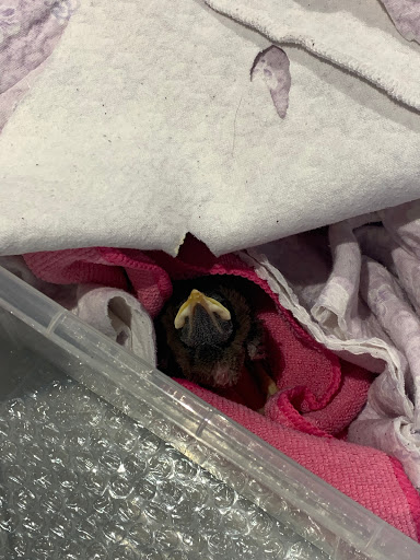 Kellyville Veterinary Clinic - Thumbnail