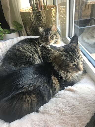 Rose Cottage Boarding Cattery Gallery - United Kingdom