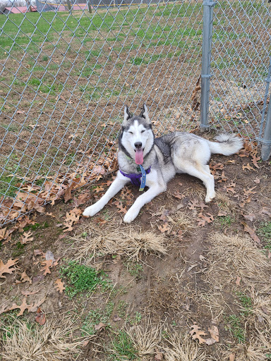 Paws Playground - Thumbnail