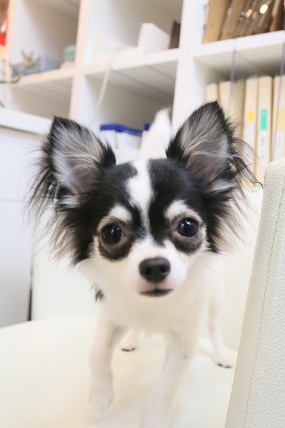 ごとふ動物病院