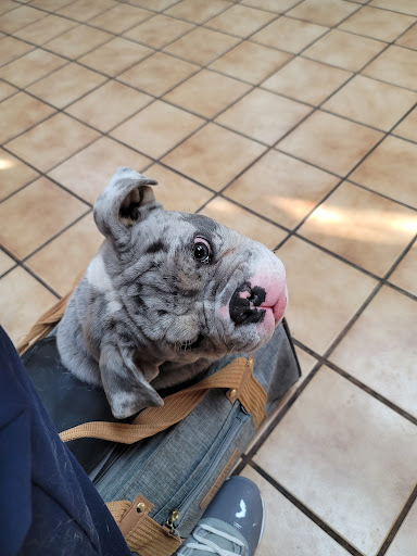 Aldine Mail Route Animal Hospital - Thumbnail