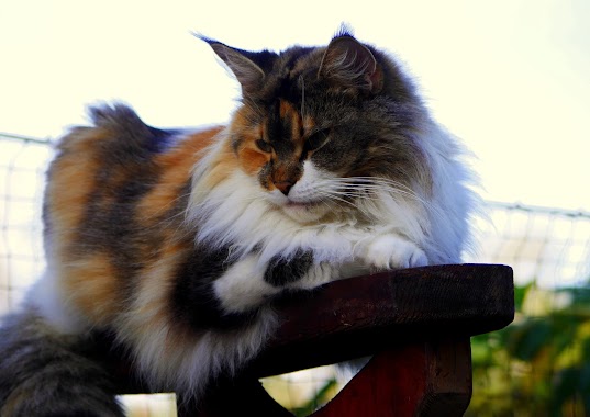 CoonKitty breeding Maine Coons, Author: Paweł Popowski