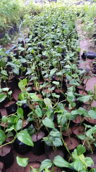 Photos of Janith Plant Nursery