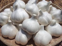 (株)種子【種子にんにく農園/アイユタネコ】青森田子にんにく農家・黒にんにく