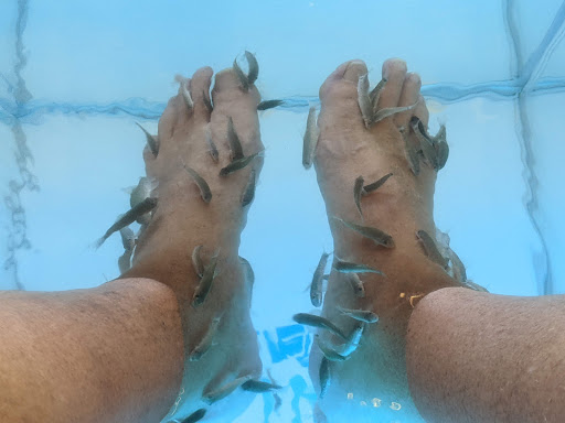 WTFish Lounge - Thumbnail