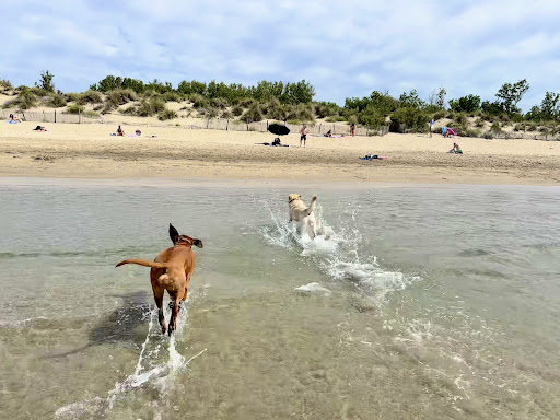 Plage chien - repère 60 - Thumbnail