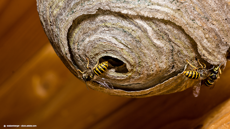 Johannes Joeressen Schädlingsbekämpfung photo