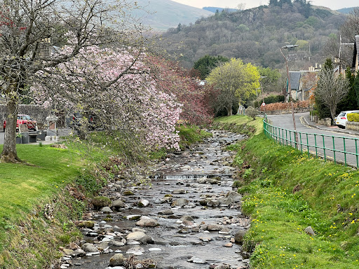 Dollar Cherry Blossom - Thumbnail