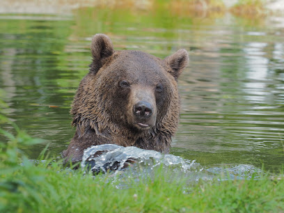FOUR PAWS | VIER PFOTEN Image