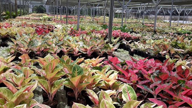 Bursa Tanaman Hias BSD, Author: Milenium Nursery