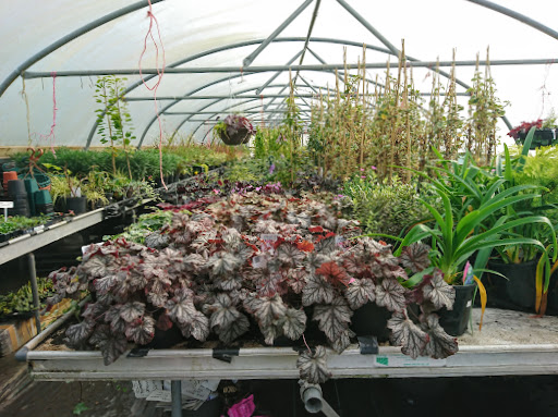 Tartendown Nurseries - Thumbnail