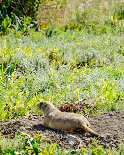 Greycliff Prairie Dog Town State Park