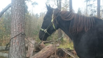 Photos of Kollu aed