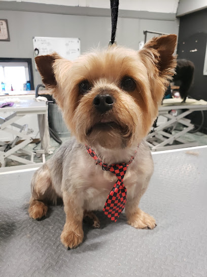 Tara's Pet Boutique - Mason