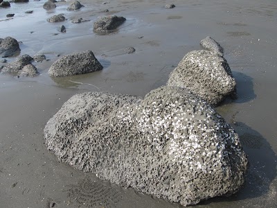 Photos of Teknaf Beach