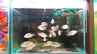 aquarium