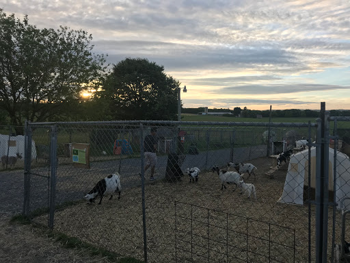 Oley Turnpike Dairy Petting Zoo Gallery - United States