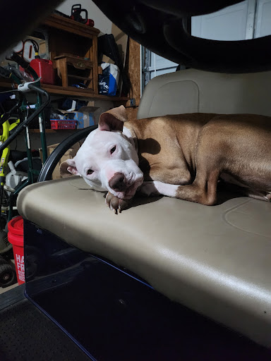 Camden Veterinary Services - Thumbnail