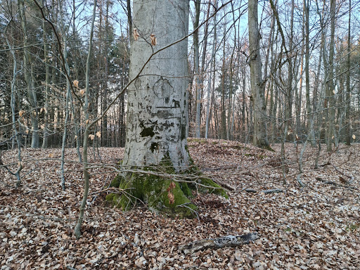 Hügelgräber/Römerhügel - Thumbnail