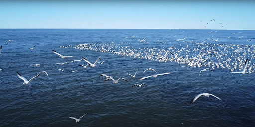 BAIE MITIS - Visual