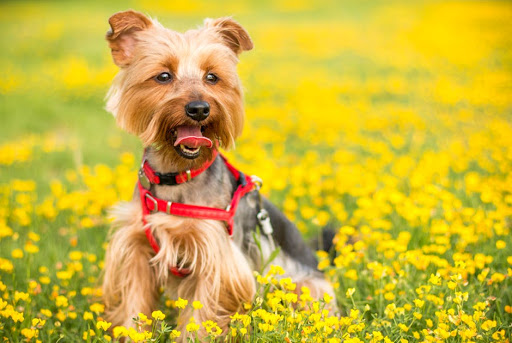 Greenhill Pet Cremation Services Gallery - United Kingdom